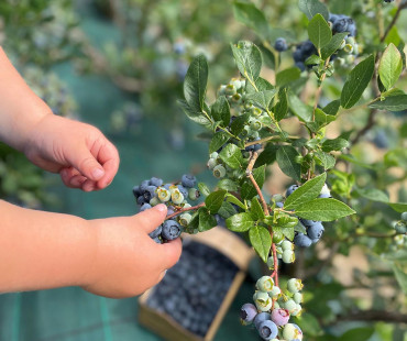 Heidelbeeren-pluecken-Burgwedel