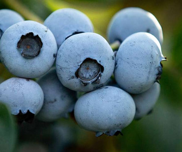 Heidelbeeren Heidelbeerhof Henke