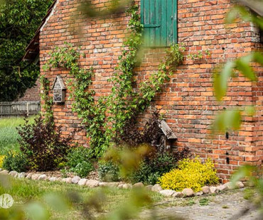 Bienen Heidelbeerhof Henke